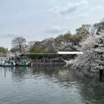 Spring in Kichijoji Discover Cherry Blossoms at Inokashira Park - Final Thoughts: Who Will Love This Tour?