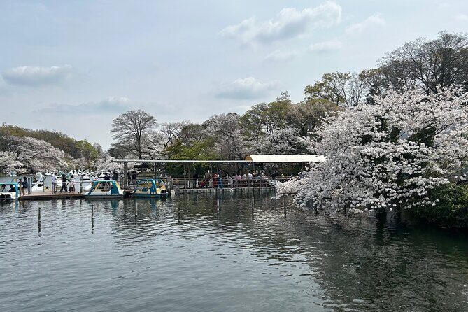 Spring in Kichijoji Discover Cherry Blossoms at Inokashira Park - Final Thoughts: Who Will Love This Tour?
