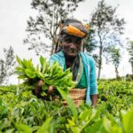 Sri Lanka: 4-Day British Ceylon Tea Trail Tour with Hotels - What Makes This Tour Stand Out