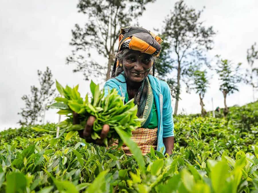 Sri Lanka: 4-Day British Ceylon Tea Trail Tour with Hotels - What Makes This Tour Stand Out