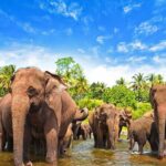 Sri Lanka 7 days Round Tour, Beaches & Safari Island Full Tour - Practical Aspects and Value