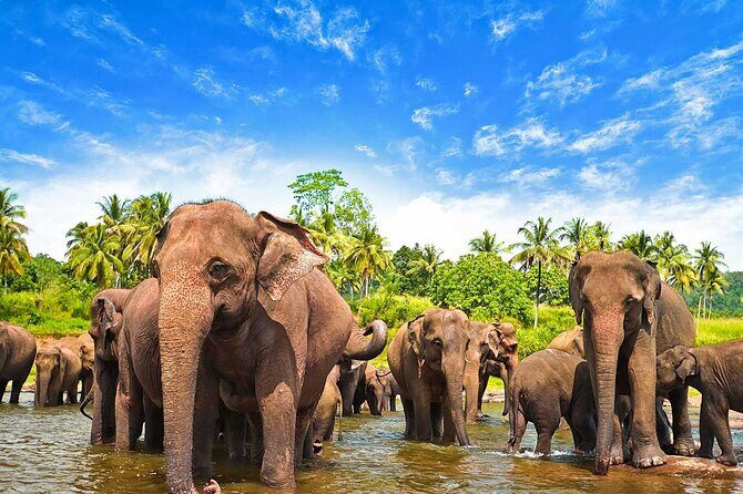 Sri Lanka 7 days Round Tour, Beaches & Safari Island Full Tour - Practical Aspects and Value