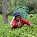 Sri Lanka: Hiriketiya Coastal Day Trip : Galle Fort & Lunch - Practical Considerations