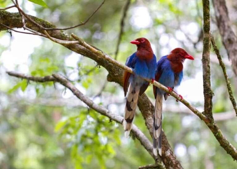 Sri Lanka jungle tour 4 days-rainforests, national parks... - Discovering Sri Lanka’s Rainforests and Wildlife