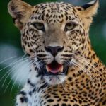 Sri Lanka Round Tour-Sigiriya, Ella Train Ride Safari Adventure - The Scenic Train Ride from Kandy to Ella