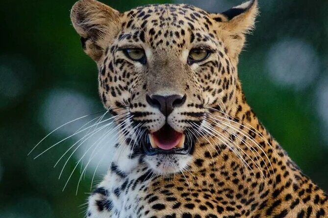 Sri Lanka Round Tour-Sigiriya, Ella Train Ride Safari Adventure - The Scenic Train Ride from Kandy to Ella