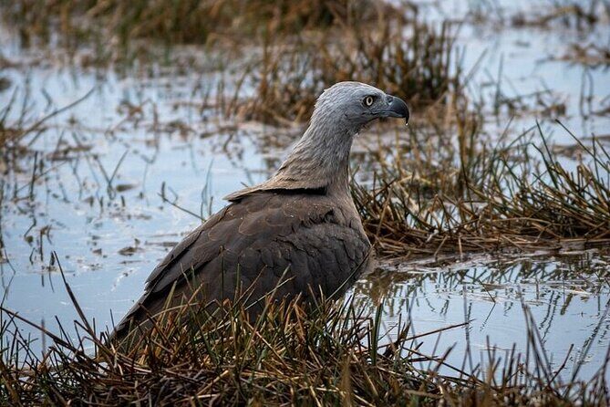 Sri Lanka Yala Wildlife Safari Tours - Why Travelers Love This Safari