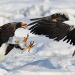 Steller's sea Eagle/White-tailed Eagle watching tour - The Sum Up