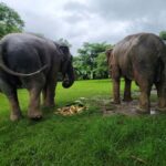 Sticky waterfalls- Elephants- Bamboo or White water rafting. - What Makes This Tour Stand Out?