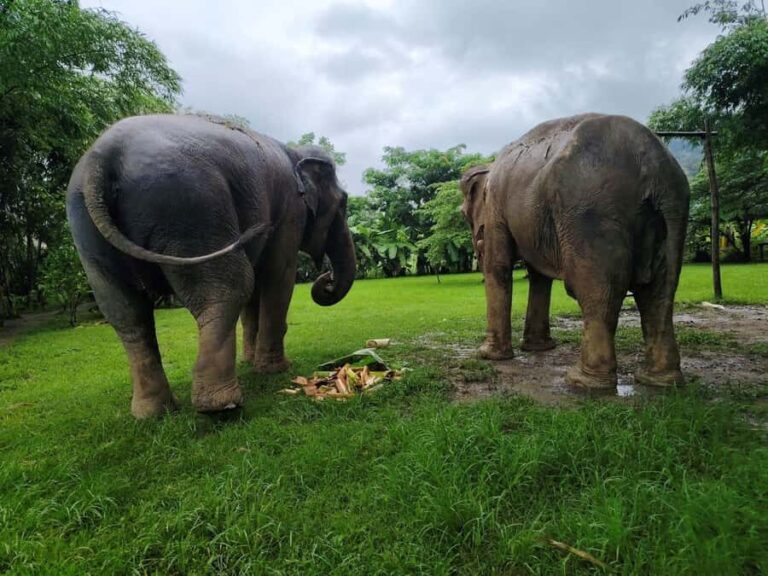 Sticky waterfalls- Elephants- Bamboo or White water rafting. - What Makes This Tour Stand Out?