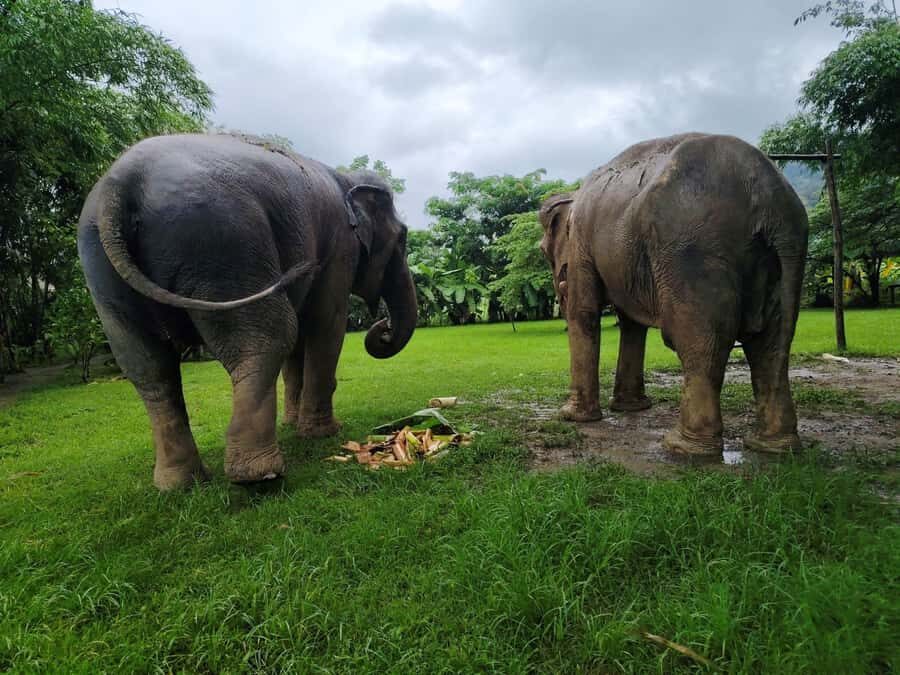 Sticky waterfalls- Elephants- Bamboo or White water rafting. - What Makes This Tour Stand Out?