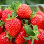 Strawberry Picking+Nami Island+Eobi Valley+Garden Lighting Fest - Authentic Traveler Insights