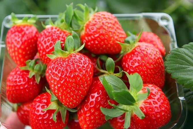 Strawberry Picking+Nami Island+Eobi Valley+Garden Lighting Fest - Authentic Traveler Insights