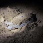 Sukamade: Turtle Expedition & MeruBetiri Jungle Adventure - Practical Details and Considerations