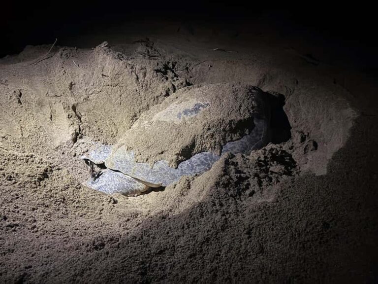 Sukamade: Turtle Expedition & MeruBetiri Jungle Adventure - Practical Details and Considerations