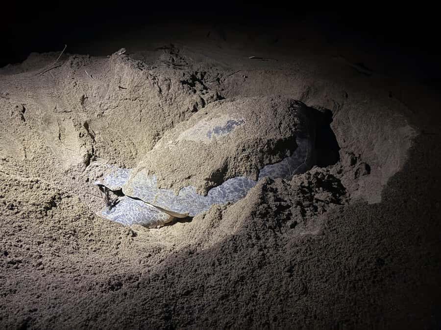 Sukamade: Turtle Expedition & MeruBetiri Jungle Adventure - Practical Details and Considerations