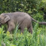 Sukau Rainforest Wildlife and Dawn Cruises Tour in Sandakan - The Itinerary Breakdown