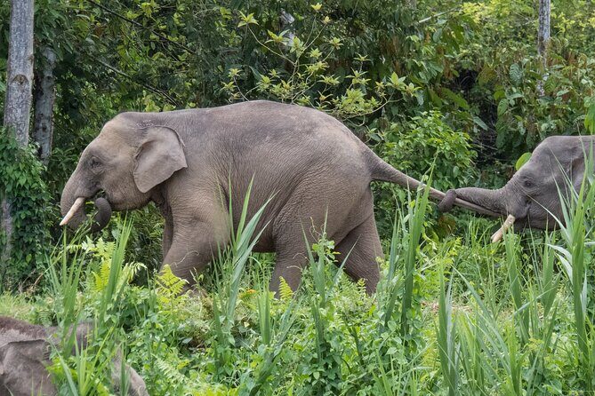 Sukau Rainforest Wildlife and Dawn Cruises Tour in Sandakan - The Itinerary Breakdown