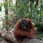Sumatra : 2-Day Orangutan Trekking and River Tubing Tour - Trekking Through the Jungle
