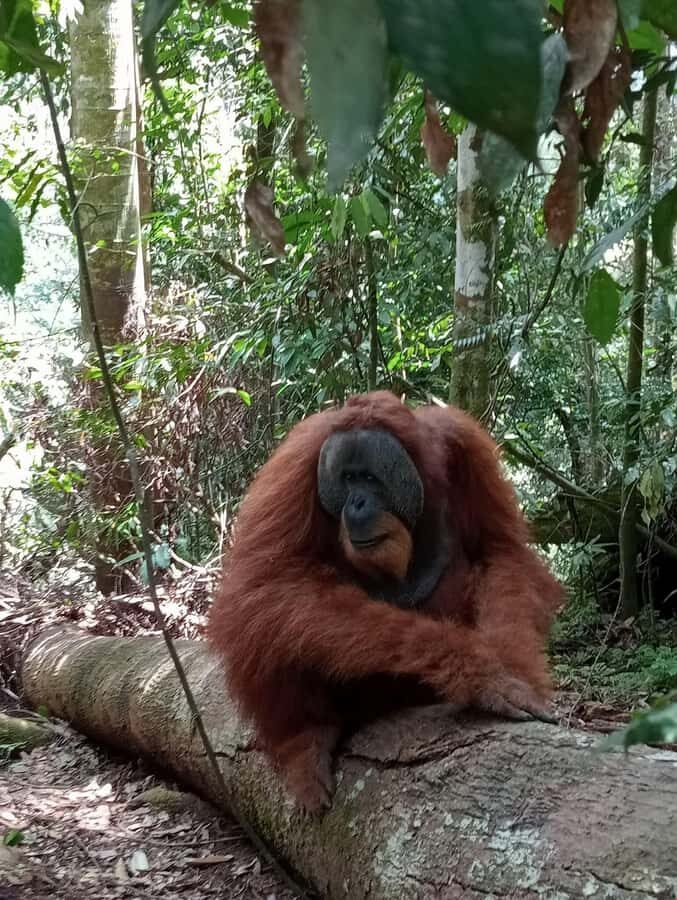 Sumatra : 2-Day Orangutan Trekking and River Tubing Tour - Trekking Through the Jungle