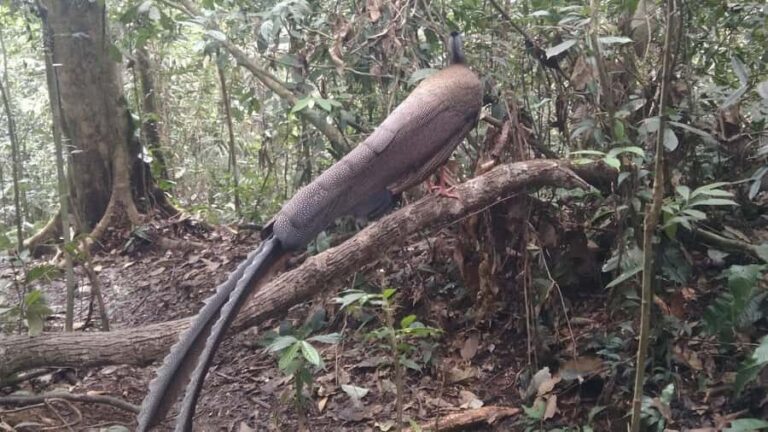 Sumatra : 5-Day Conservation & Artistry Expedition - Exploring the 5-Day Sumatra Conservation & Artistry Expedition