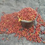 Sumatra Coffee Tour - FAQs