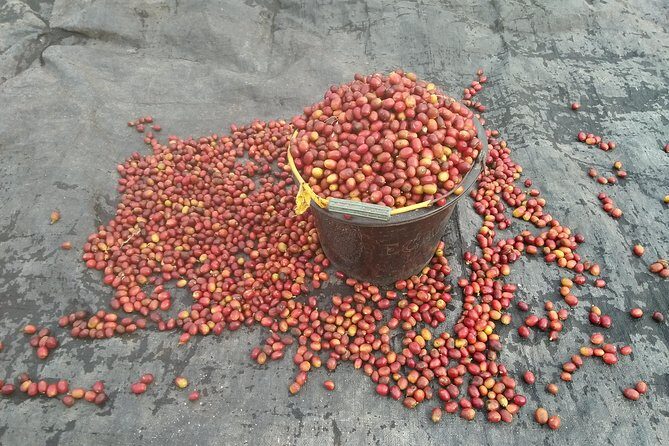 Sumatra Coffee Tour - FAQs