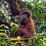 Sumatra Stone Stories : 2 Days Ethical Orangutan Trekking - Practical Aspects of the Tour