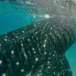 Sumbawa Besar: Whale Shark Snorkeling with Breakfast - The Journey to the Whale Sharks: What to Expect