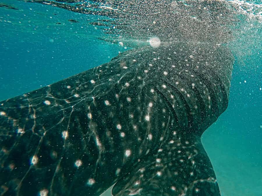 Sumbawa Besar: Whale Shark Snorkeling with Breakfast