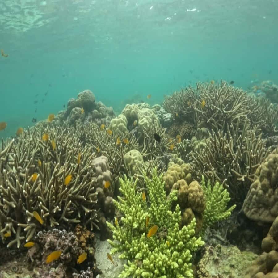 Sumbawa: Whale Shark Diving, Coral Reef & Bird Island - What to Expect from the Tour