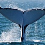 Sunset Cruise Wildlife Watching - FAQs