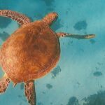 Sunset tour on a unique polynesian sailing outrigger - The Sum Up