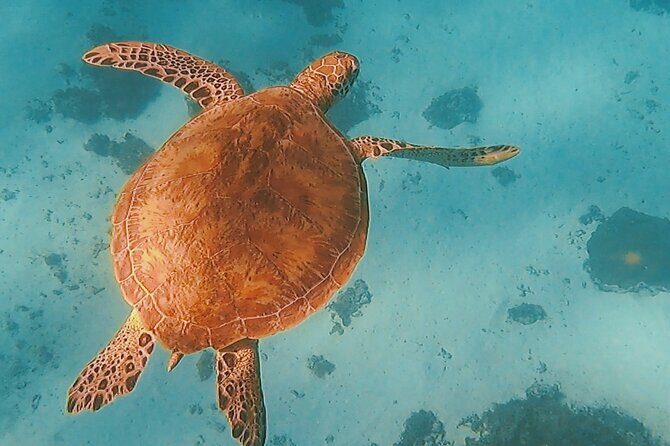 Sunset tour on a unique polynesian sailing outrigger
