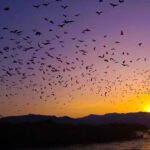 Sunset Trip: Kelor  Manjarite  Kalong Sunset - What To Expect and Practical Tips