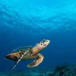 Surin Islands: Diving Day Trip from Khao Lak - Detailed Breakdown of the Itinerary