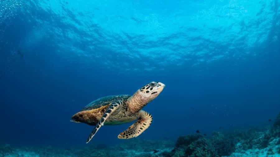 Surin Islands: Diving Day Trip from Khao Lak - Detailed Breakdown of the Itinerary