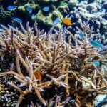 Surin Islands Overnight Beach Camping and Snorkeling Adventure - Authentic Experiences and Local Perspectives