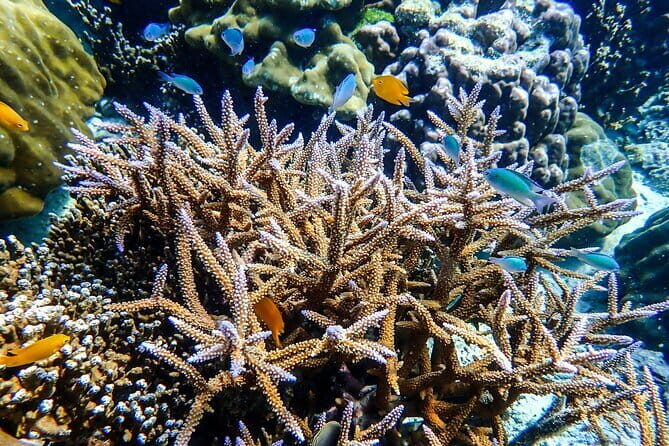 Surin Islands Overnight Beach Camping and Snorkeling Adventure - Authentic Experiences and Local Perspectives