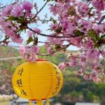 Suwon Hwaseon & King Cherry Blossom Gakwonsa & Flower Festival - What We Love About This Tour
