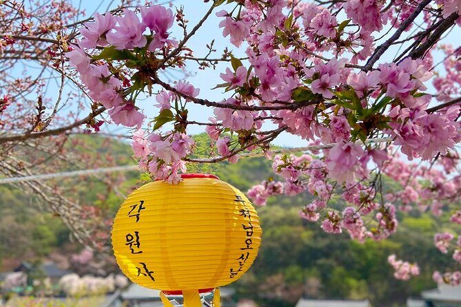 Suwon Hwaseon & King Cherry Blossom Gakwonsa & Flower Festival - What We Love About This Tour