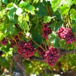 Swan Valley Wine Discovery: Private Tour from Perth - Value for Money and Practical Considerations