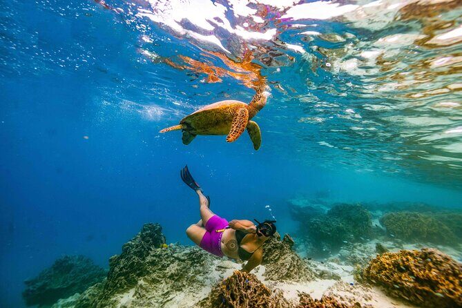 Swim With The Turtles Rarotonga - The Real Experience: What You’ll Love