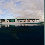Swim with Whale Sharks 2D1N LombokSumbawa Sharing - An In-Depth Look at the Tour Experience
