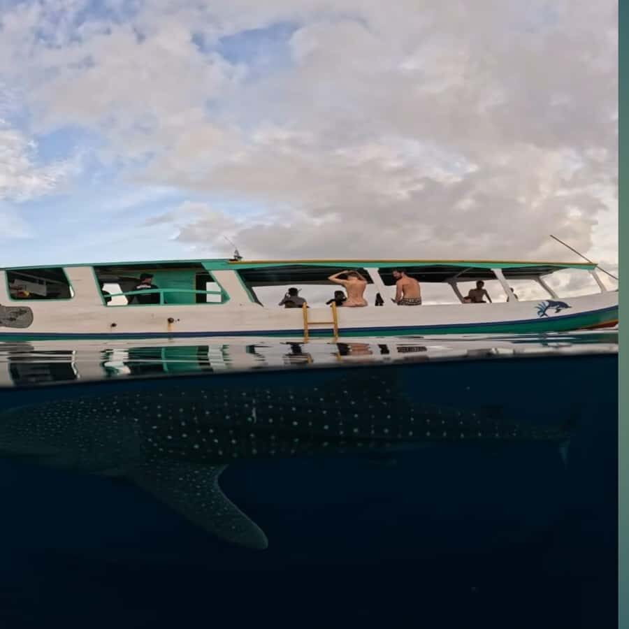 Swim with Whale Sharks 2D1N LombokSumbawa Sharing - An In-Depth Look at the Tour Experience