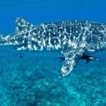 Swim with Whale Sharks in the Ningaloo Reef: 3 Island Shark Dive - What Sets This Tour Apart?