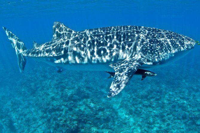 Swim with Whale Sharks in the Ningaloo Reef: 3 Island Shark Dive - What Sets This Tour Apart?