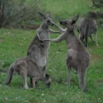 Sydney and Blue Mountains in One Day Private Tour - The Itinerary Breakdown: What You’ll See and Experience