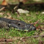 Sydney Guided Wildlife Walk Explore Birds and Nature - Who Will Love This Experience?