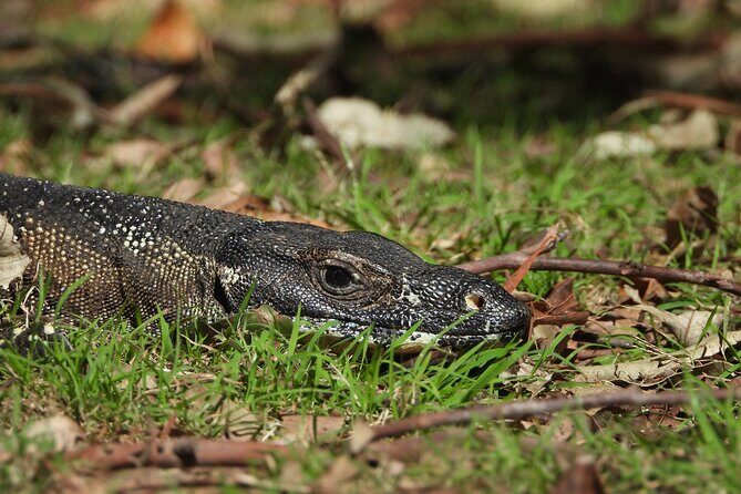 Sydney Guided Wildlife Walk Explore Birds and Nature - Who Will Love This Experience?